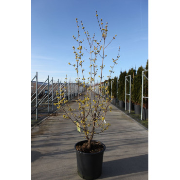 CORNUS officinalis En pot de 25-30 litres buisson hauteur 125-150 cm