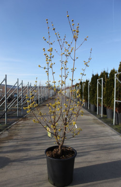 CORNUS officinalis En pot de 25-30 litres buisson hauteur 125-150 cm