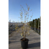 CORNUS officinalis En pot de 25-30 litres buisson hauteur 125-150 cm
