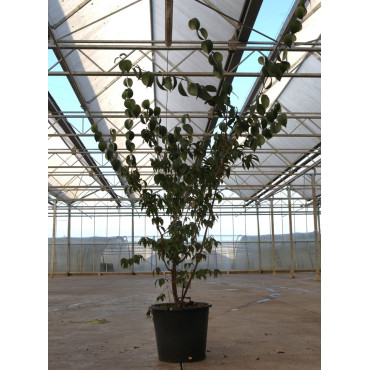 CORNUS officinalis En pot de 50-70 litres buisson hauteur 150-175 cm