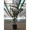 CORNUS officinalis En pot de 50-70 litres buisson hauteur 150-175 cm