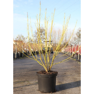 CORNUS sericea FLAVIRAMEA En pot de 10-12 litres buisson hauteur 080-100 cm