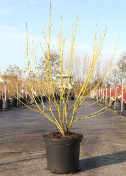 CORNUS sericea FLAVIRAMEA En pot de 10-12 litres buisson hauteur 080-100 cm