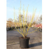 CORNUS sericea FLAVIRAMEA En pot de 10-12 litres buisson hauteur 080-100 cm