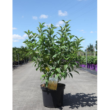 CORNUS sericea FLAVIRAMEA En pot de 10-12 litres buisson hauteur 080-100 cm