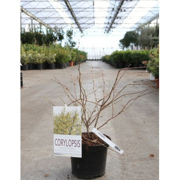 CORYLOPSIS pauciflora En pot de 3-4 litres buisson hauteur 030-040 cm