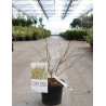 CORYLOPSIS pauciflora En pot de 3-4 litres buisson hauteur 030-040 cm