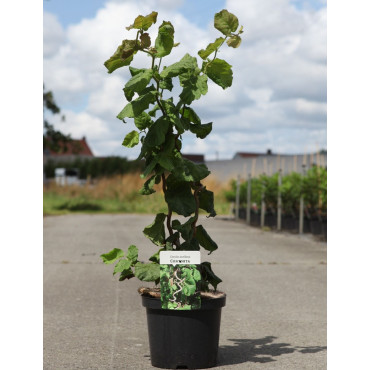 CORYLUS avellana CONTORTA En pot de 4-5 litres buisson hauteur 040-060 cm