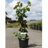 CORYLUS avellana CONTORTA En pot de 4-5 litres buisson hauteur 040-060 cm