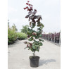 CORYLUS avellana RED MAJESTIC En pot de 4-5 litres buisson hauteur 040-060 cm