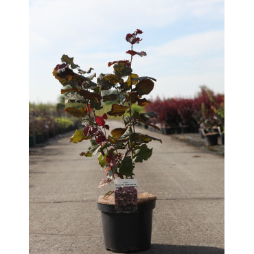 CORYLUS maxima PURPUREA (Noisetier pourpre) CORYLUS maxima PURPUREA En pot de 7-10 litres buisson hauteur 060-080 cm