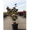 CORYLUS maxima PURPUREA (Noisetier pourpre) CORYLUS maxima PURPUREA En pot de 7-10 litres buisson hauteur 060-080 cm
