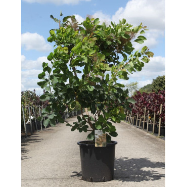 COTINUS coggygria En pot de 25-30 litres buisson hauteur 100-125 cm