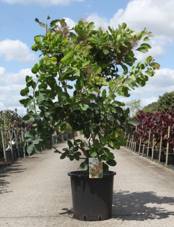 COTINUS coggygria En pot de 25-30 litres buisson hauteur 100-125 cm