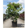 COTINUS coggygria En pot de 25-30 litres buisson hauteur 100-125 cm
