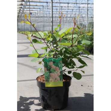 COTINUS coggygria En pot de 3-4 litres buisson hauteur 040-060 cm