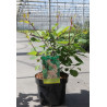 COTINUS coggygria En pot de 3-4 litres buisson hauteur 040-060 cm