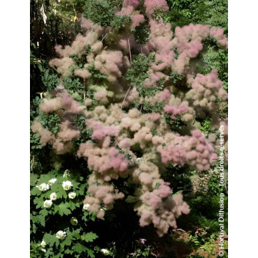 COTINUS coggygria