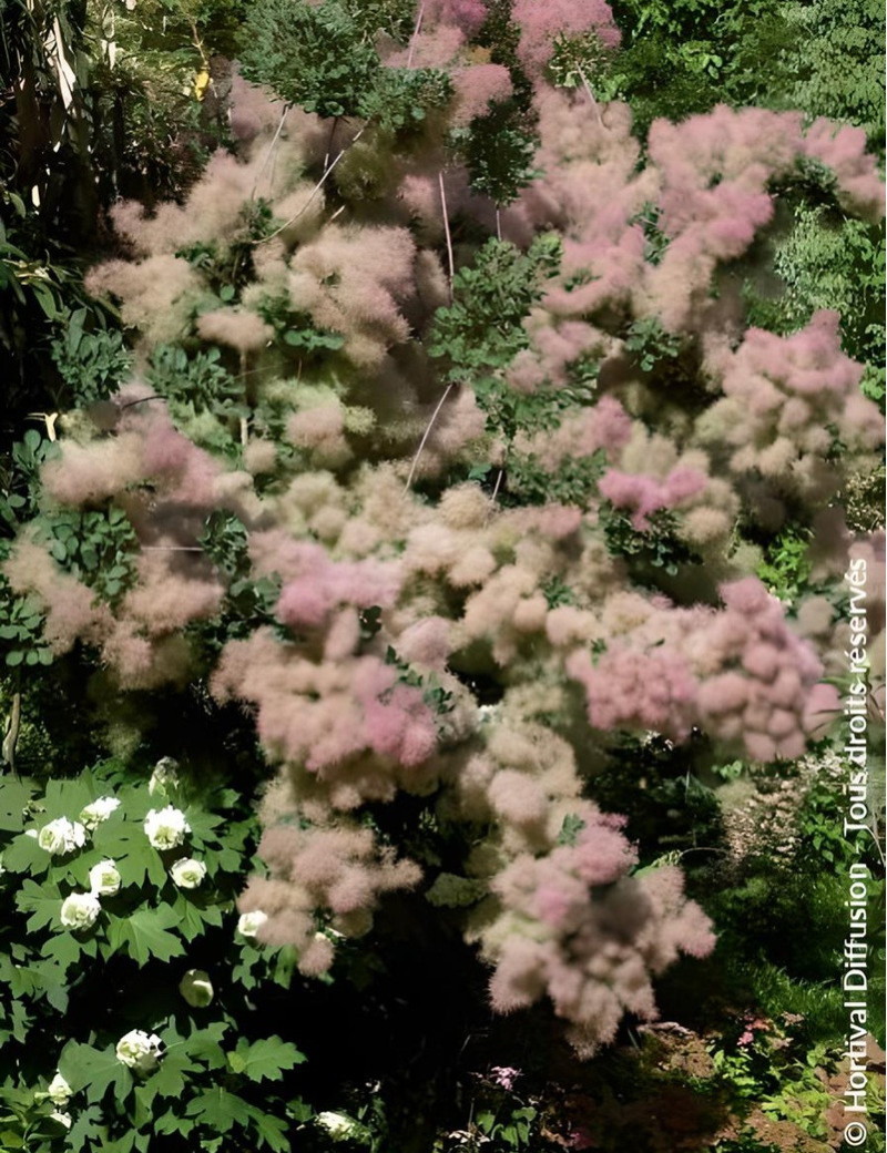 COTINUS coggygria