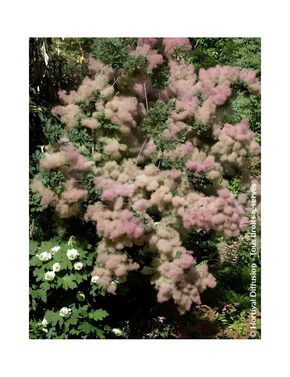 COTINUS coggygria