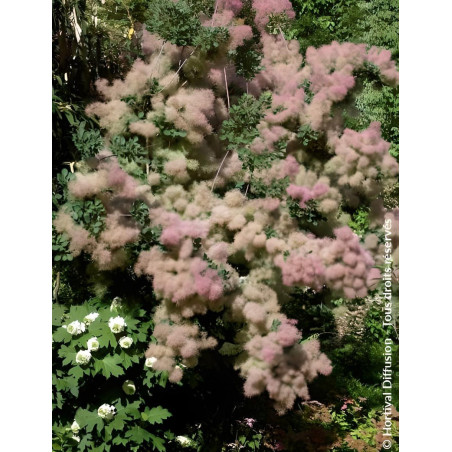 COTINUS coggygria