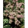COTINUS coggygria