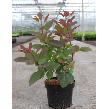 COTINUS coggygria GRACE En pot de 3-4 litres buisson hauteur 030-040 cm