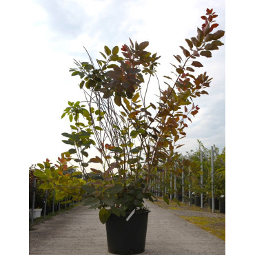 COTINUS coggygria GRACE En pot de 70-90 litres buisson hauteur 200-250 cm