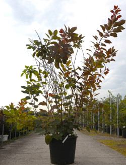 COTINUS coggygria GRACE En pot de 70-90 litres buisson hauteur 200-250 cm