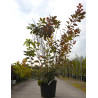 COTINUS coggygria GRACE En pot de 70-90 litres buisson hauteur 200-250 cm
