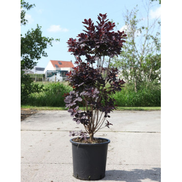 COTINUS coggygria ROYAL PURPLE En pot de 25-30 litres buisson hauteur 100-125 cm