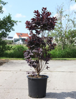 COTINUS coggygria ROYAL PURPLE En pot de 25-30 litres buisson hauteur 100-125 cm
