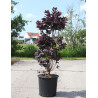 COTINUS coggygria ROYAL PURPLE En pot de 25-30 litres buisson hauteur 100-125 cm