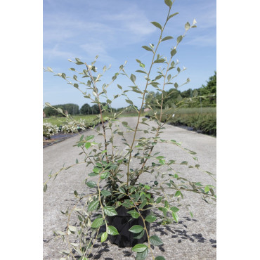 COTONEASTER franchetii En pot de 4-5 litres buisson hauteur 060-080 cm
