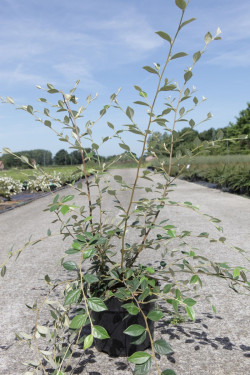 COTONEASTER franchetii En pot de 4-5 litres buisson hauteur 060-080 cm
