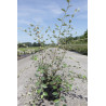 COTONEASTER franchetii En pot de 4-5 litres buisson hauteur 060-080 cm