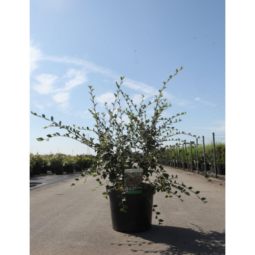COTONEASTER franchetii En pot de 10-12 litres buisson hauteur 100-125 cm