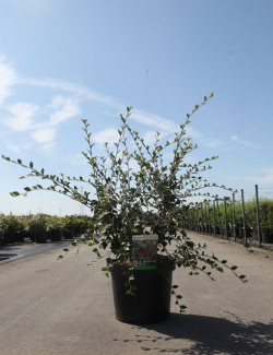COTONEASTER franchetii En pot de 10-12 litres buisson hauteur 100-125 cm