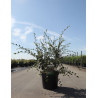 COTONEASTER franchetii En pot de 10-12 litres buisson hauteur 100-125 cm