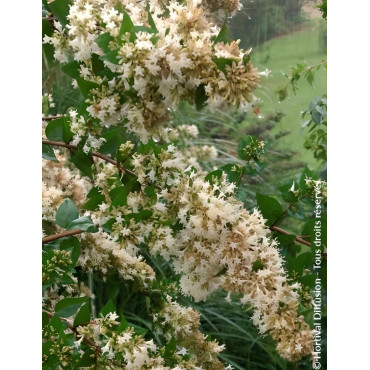 ABELIA chinensis