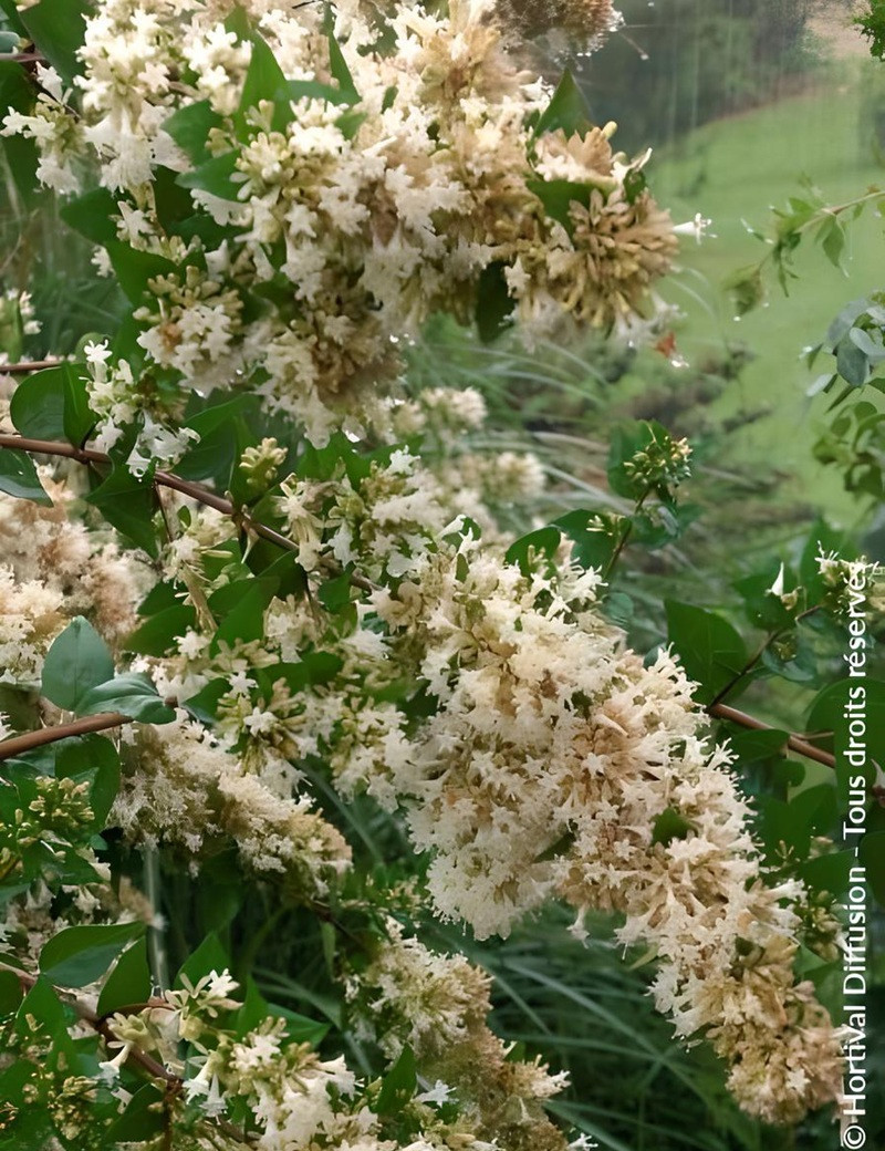 ABELIA chinensis