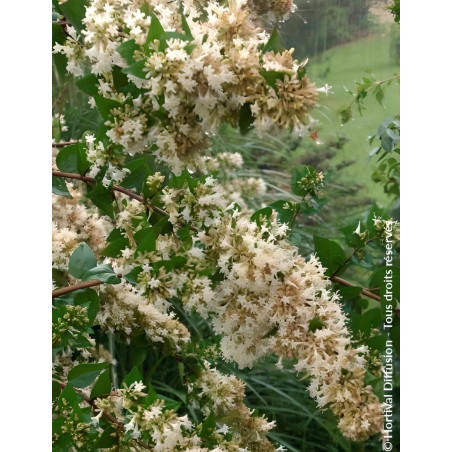 ABELIA chinensis