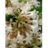 ABELIA chinensis