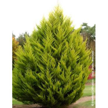 CUPRESSUS macrocarpa GOLDCREST