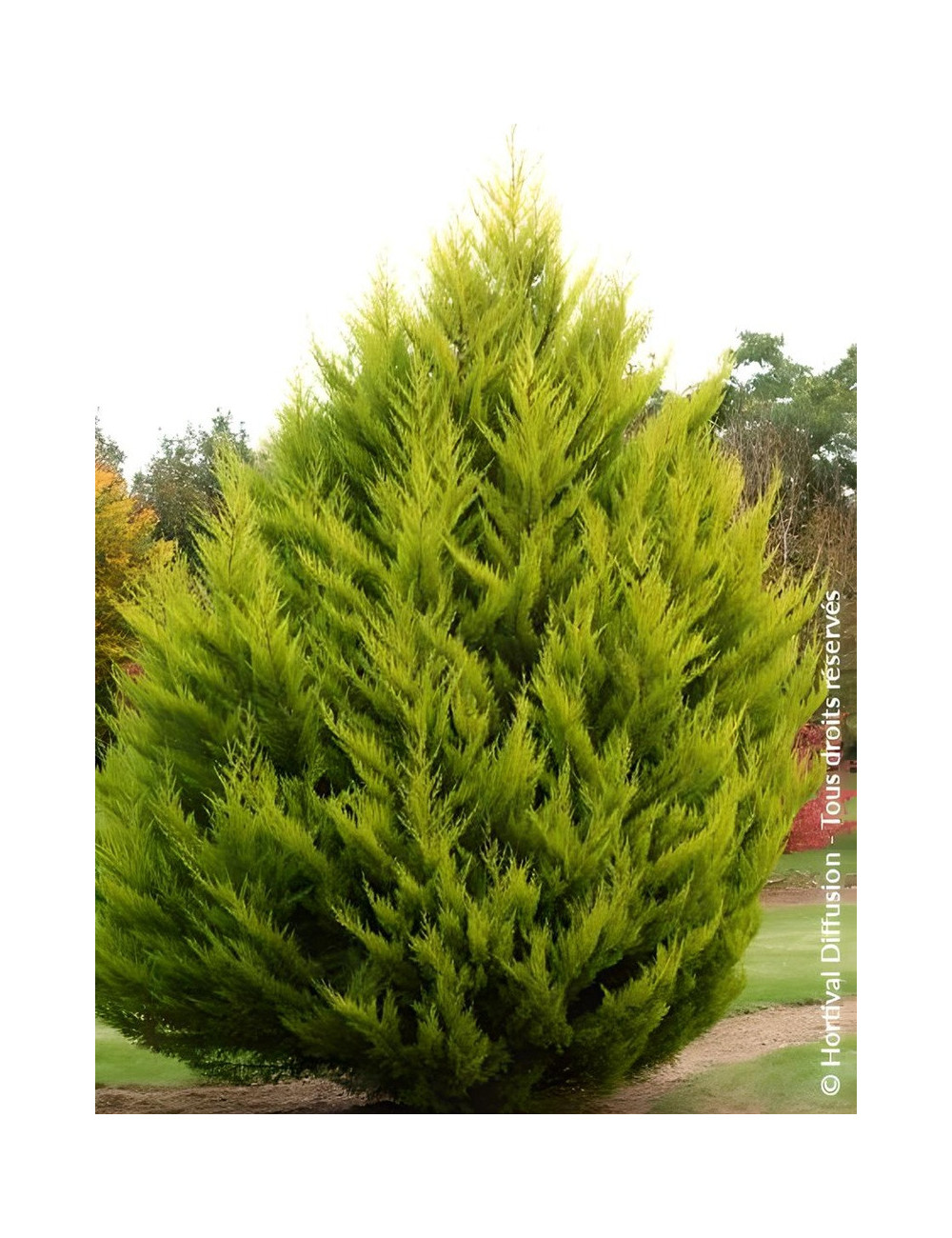 CUPRESSUS macrocarpa GOLDCREST