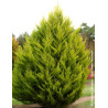 CUPRESSUS macrocarpa GOLDCREST