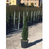 CUPRESSUS sempervirens STRICTA En pot de 12-15 litres hauteur 125-150 cm