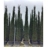 CUPRESSUS sempervirens STRICTA En pot de 130-150 litres hauteur 400-450 cm