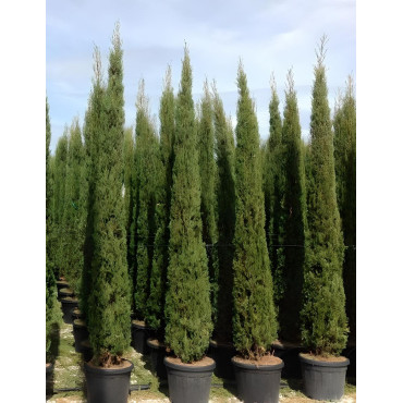 CUPRESSUS sempervirens STRICTA En pot de 50-70 litres hauteur 300-350 cm