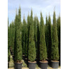 CUPRESSUS sempervirens STRICTA En pot de 50-70 litres hauteur 300-350 cm